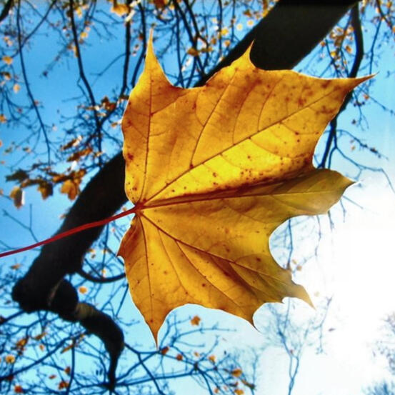 "Imagen institucional de Funeraria Otoñal Sur con una hoja de otoño en primer plano, representando el ciclo de la vida. Diseño sobrio con logotipo y lema de la empresa."